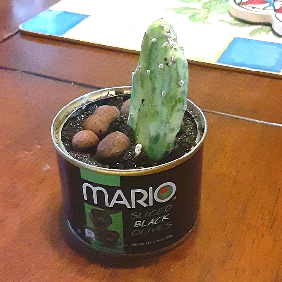 Varigated cactus cutting olive can